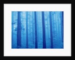 Grove of Japanese cedars, toned image, Gunma prefecture, Japan by Anonymous