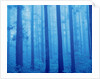 Grove of Japanese cedars, toned image, Gunma prefecture, Japan by Anonymous