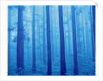 Grove of Japanese cedars, toned image, Gunma prefecture, Japan by Anonymous