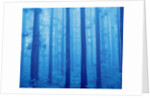 Grove of Japanese cedars, toned image, Gunma prefecture, Japan by Anonymous