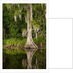 Bayou, New Orleans, Louisiana by Anonymous