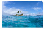 Tropical island, Micronesia by Anonymous