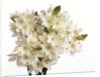 Bouquet of white flowers by Anonymous