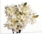 Bouquet of white flowers by Anonymous