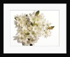 Bouquet of white flowers by Anonymous