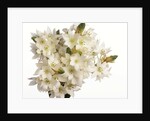 Bouquet of white flowers by Anonymous