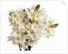 Bouquet of white flowers by Anonymous