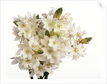 Bouquet of white flowers by Anonymous