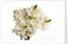 Bouquet of white flowers by Anonymous