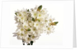 Bouquet of white flowers by Anonymous
