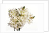 Bouquet of white flowers by Anonymous