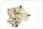 Bouquet of white flowers by Anonymous