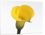Calla lily by Anonymous