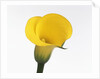 Calla lily by Anonymous