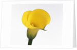 Calla lily by Anonymous