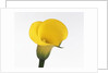 Calla lily by Anonymous