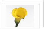 Calla lily by Anonymous