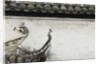 Birds on tiled roof in Xidi, China by Anonymous