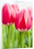 Dark pink tulips by Anonymous