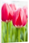Dark pink tulips by Anonymous
