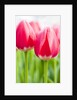 Dark pink tulips by Anonymous