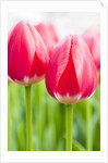 Dark pink tulips by Anonymous