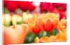 Orange and red tulips by Anonymous