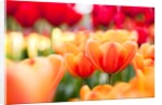 Orange and red tulips by Anonymous