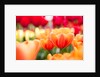 Orange and red tulips by Anonymous