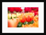 Orange and red tulips by Anonymous