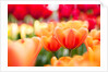 Orange and red tulips by Anonymous