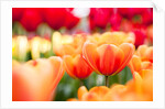 Orange and red tulips by Anonymous
