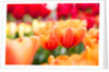 Orange and red tulips by Anonymous