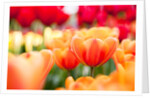 Orange and red tulips by Anonymous