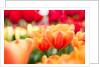 Orange and red tulips by Anonymous