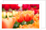 Orange and red tulips by Anonymous