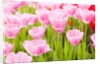 Pink tulips by Anonymous