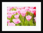 Pink tulips by Anonymous