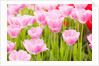 Pink tulips by Anonymous