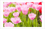 Pink tulips by Anonymous