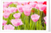 Pink tulips by Anonymous