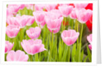 Pink tulips by Anonymous