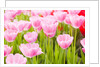 Pink tulips by Anonymous