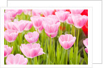 Pink tulips by Anonymous
