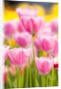 Light pink tulips by Anonymous