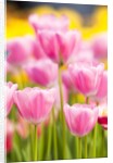 Light pink tulips by Anonymous