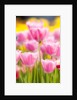 Light pink tulips by Anonymous