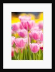 Light pink tulips by Anonymous