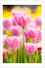 Light pink tulips by Anonymous
