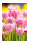 Light pink tulips by Anonymous